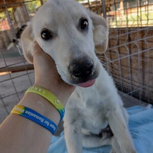 SIMON - reserviert 4animals - vermittelt