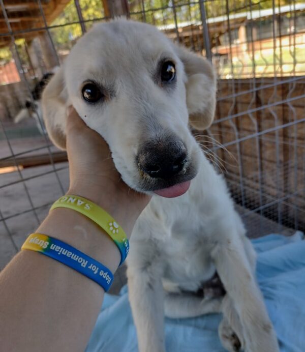 SIMON - reserviert 4animals - vermittelt
