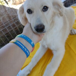 LAILA - reserviert 4animals - vermittelt