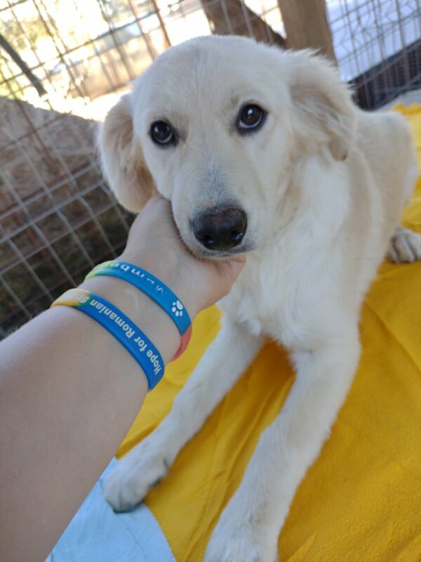 LAILA - reserviert 4animals - vermittelt