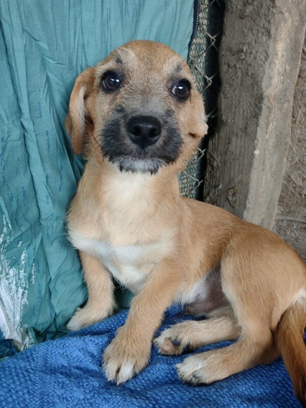 TRAVIS - reserviert (Betty) - vermittelt – Bild 2