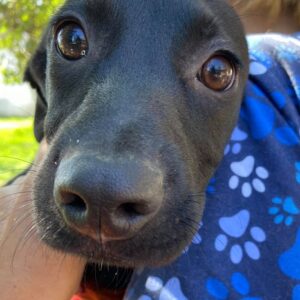 CORRY - reserviert 4animals - vermittelt