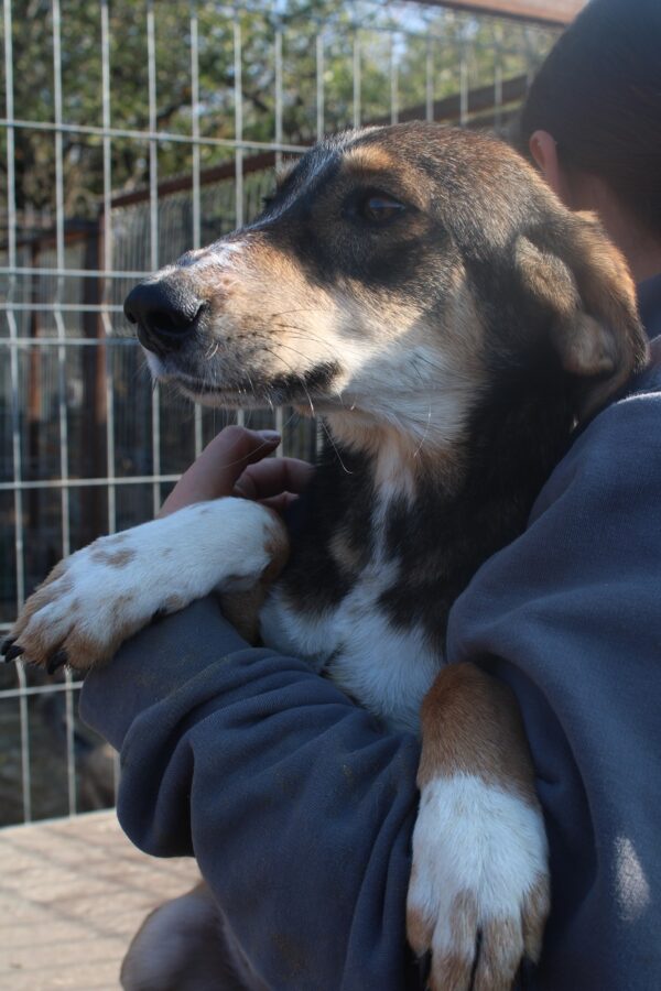 MELODIE - reserviert Tierhilfe Lebenswert DR (17.01.) - vermittelt – Bild 3