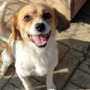 SMILEY - reserviert MG - vermittelt