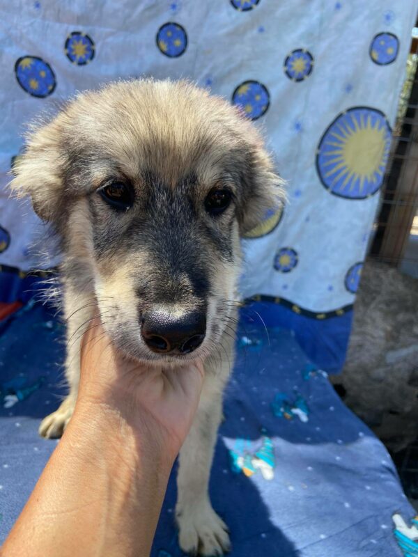 HAAKON - reserviert 4animals - vermittelt – Bild 2
