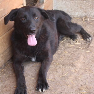 XILLY - ausgereist zum TST Rösrath