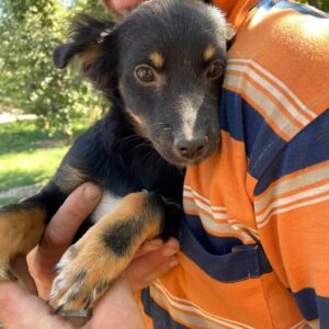 BOBOU - vor Ort adoptiert