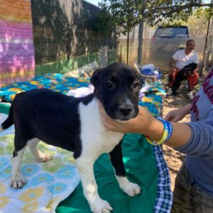 MINGO - reserviert (Betty) - vermittelt