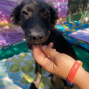 FOSSI - reserviert 4animals - vermittelt