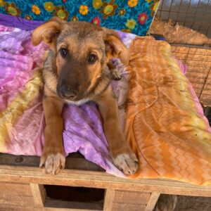 NELE - reserviert Hundescheune Fläming - vermittelt