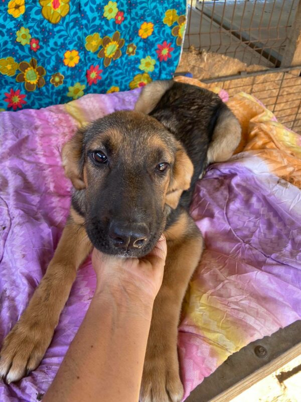 NELLIE - reserviert Hundescheune Fläming - vermittelt – Bild 2