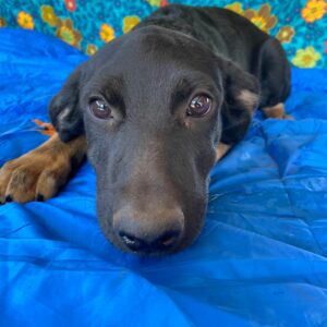 RINGO - auf Pflegestelle in PLZ 5 vermittelt