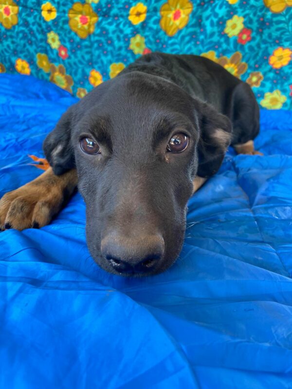 RINGO - auf Pflegestelle in PLZ 5 vermittelt