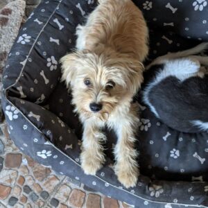 SHELLY - reserviert Alexandra - vermittelt