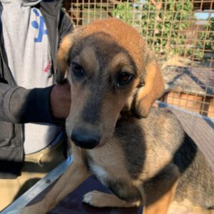 FENY - reserviert (Betty) - vermittelt