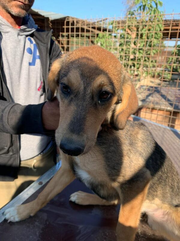 FENY - reserviert (Betty) - vermittelt