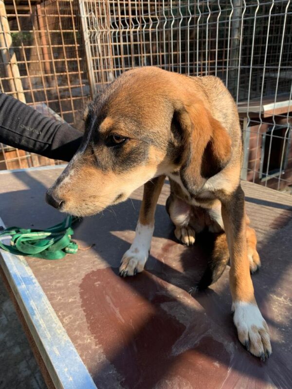 MELODIE - reserviert Tierhilfe Lebenswert DR (17.01.) - vermittelt – Bild 4