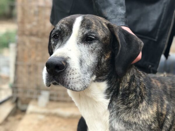 WILLHELM - reserviert Tierfreunde Niederbayern - vermittelt – Bild 2