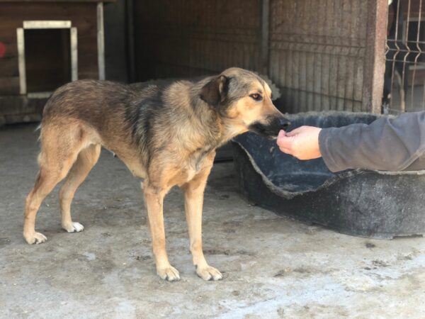 LINNA - reserviert Hundescheune vermittelt – Bild 2