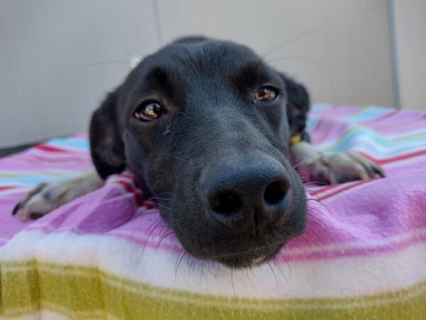 JUMPER - reserviert (Betty) - vermittelt – Bild 2