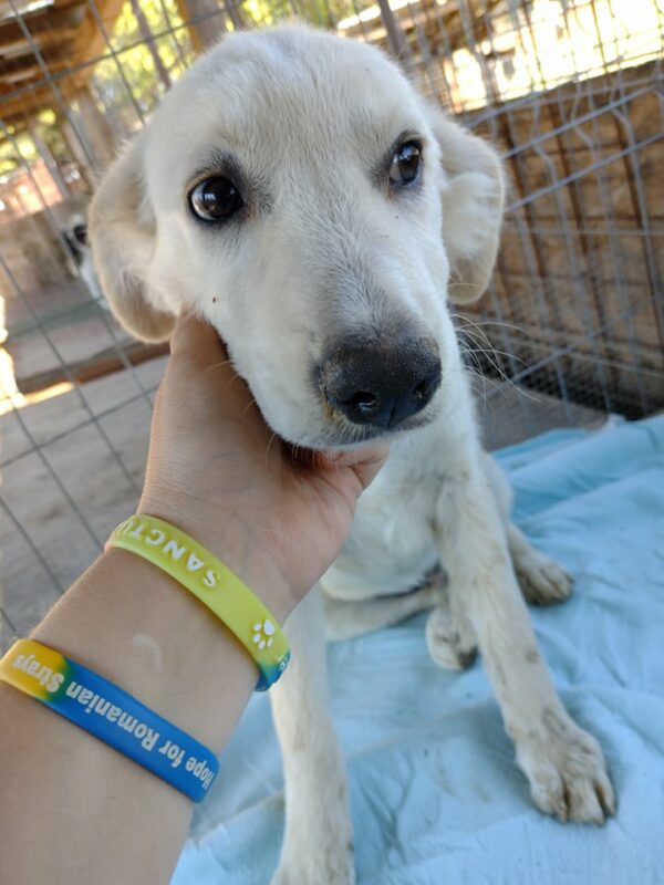 SIMON - reserviert 4animals - vermittelt – Bild 2