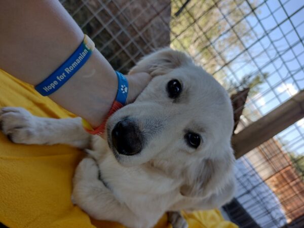 LAILA - reserviert 4animals - vermittelt – Bild 2