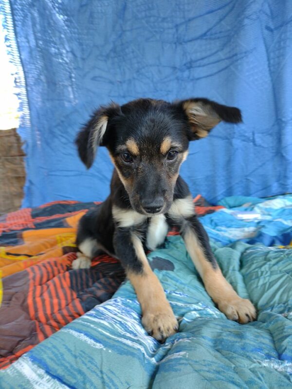 FLOH - reserviert Lorraine - vermittelt – Bild 2