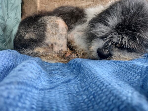 BENNO - reserviert Lorraine - vermittelt – Bild 2