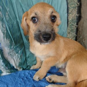 TRAVIS - reserviert (Betty) - vermittelt