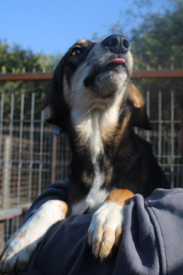 MELODIE - reserviert Tierhilfe Lebenswert DR (17.01.) - vermittelt – Bild 2