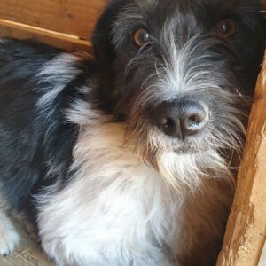 FLUFFY - reserviert TST Rösrath - vermittelt