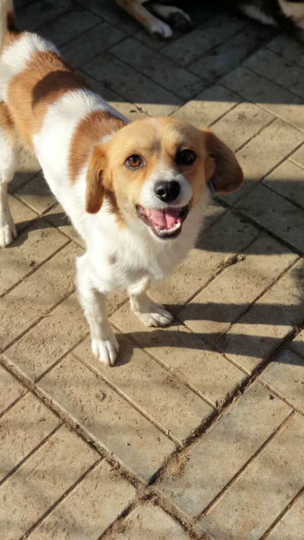 SMILEY - reserviert MG - vermittelt – Bild 3