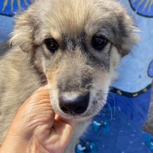 HAAKON - reserviert 4animals - vermittelt