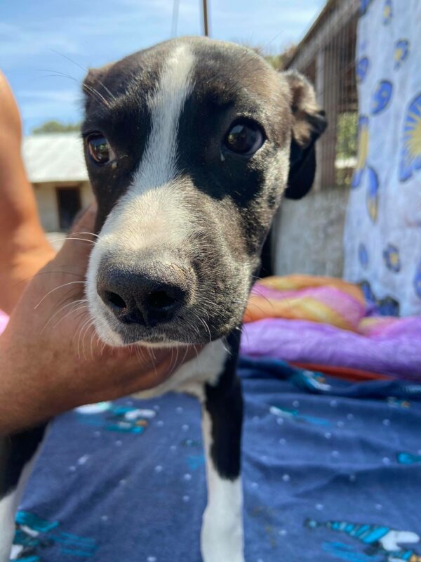 ROWDY - auf Pflegestelle in PLZ 5 - vermittelt – Bild 3