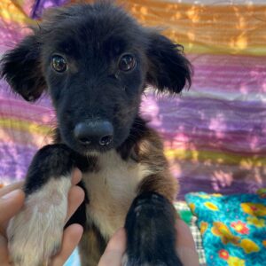 WUSHU - zu dünn - reserviert 4animals - vermittelt