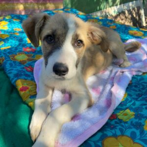 BIRBIE - reserviert 4animals - vermittelt