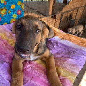 NELLIE - reserviert Hundescheune Fläming - vermittelt