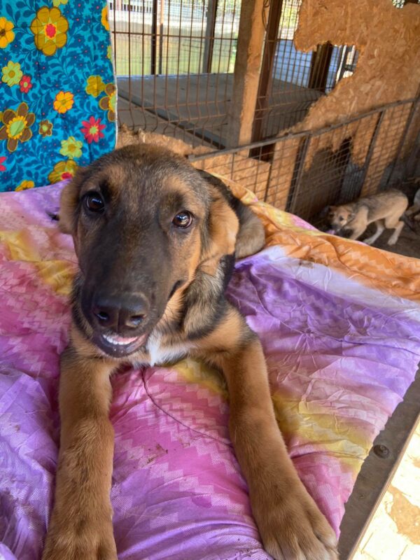 NELLIE - reserviert Hundescheune Fläming - vermittelt