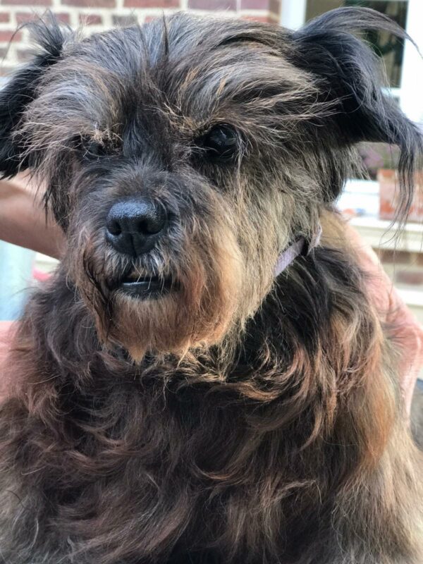 YOKI - Gnadenplatzhund seit dem 04.01.21 - RBB 08.11.2021 – Bild 3