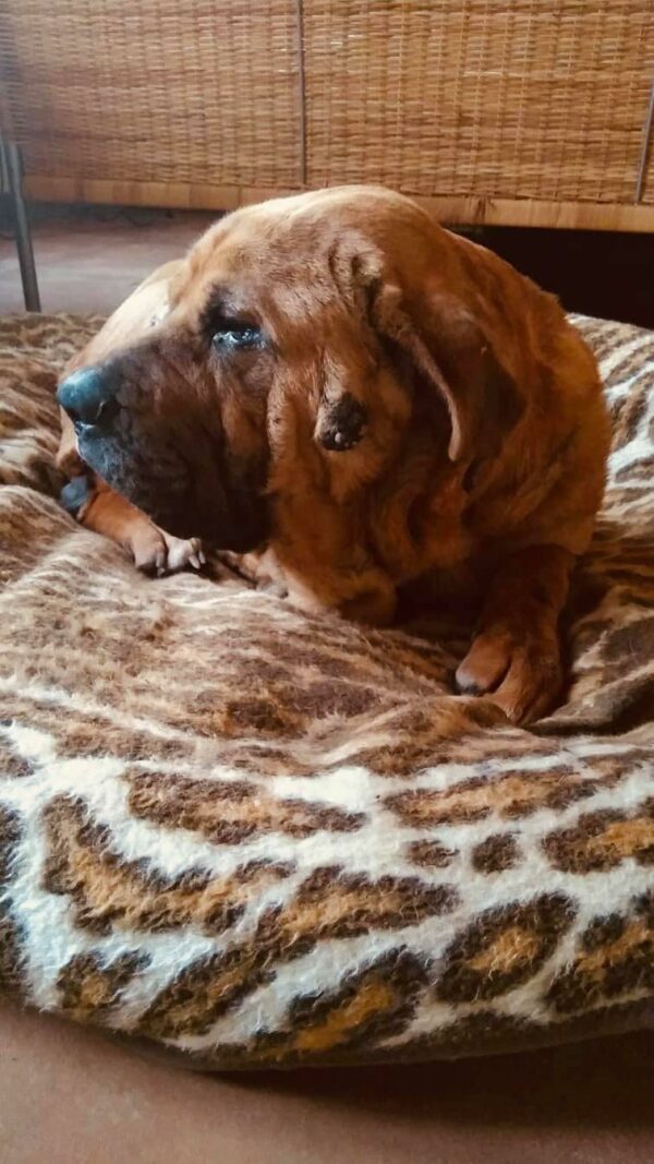 SUELI - Gnadenplatzhund seit 19.02.2021 - RBB 26.07.2023 – Bild 5