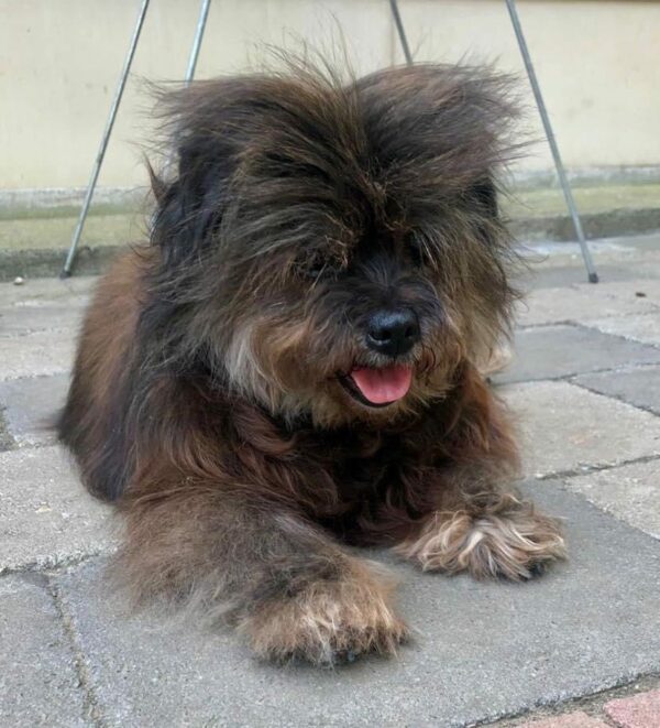 YOKI - Gnadenplatzhund seit dem 04.01.21 - RBB 08.11.2021 – Bild 2