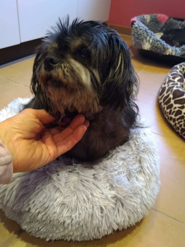 YOKI - Gnadenplatzhund seit dem 04.01.21 - RBB 08.11.2021 – Bild 4