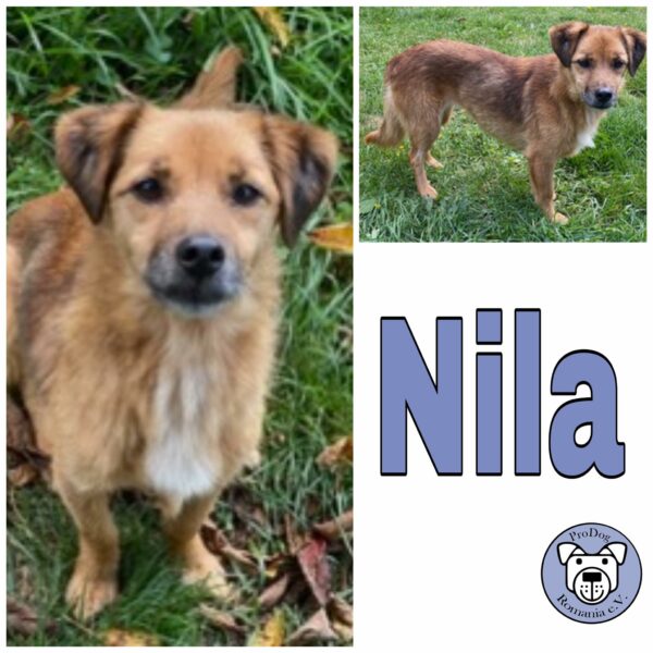 Nila in 55487 Laufersweiler *vermittelt*