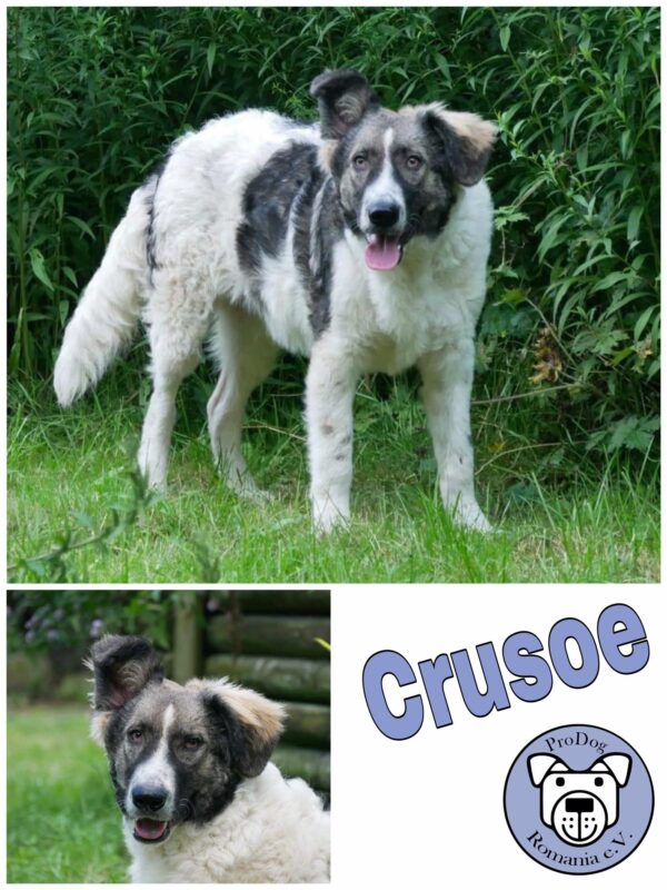 Crusoe in 21521 Dassendorf *vermittelt*