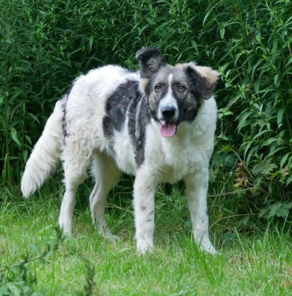 Crusoe in 21521 Dassendorf *vermittelt* – Bild 4