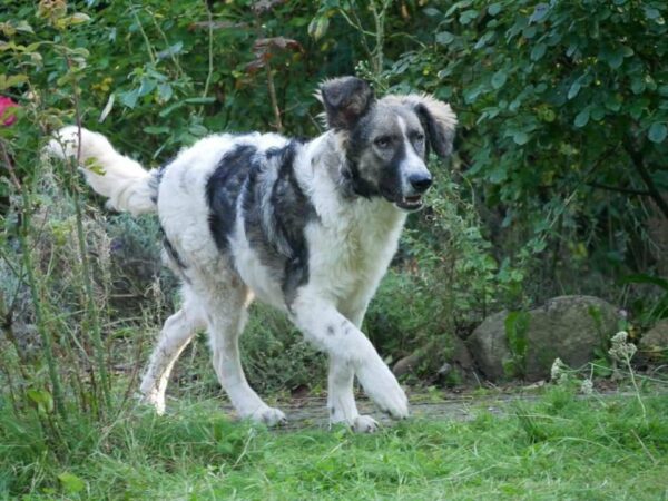 Crusoe in 21521 Dassendorf *vermittelt* – Bild 2