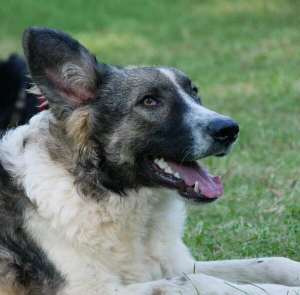 Crusoe in 21521 Dassendorf *vermittelt* – Bild 3