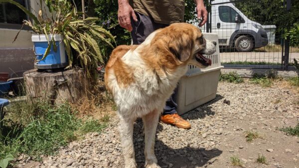 SIERA - reserviert TiNO - vermittelt – Bild 8