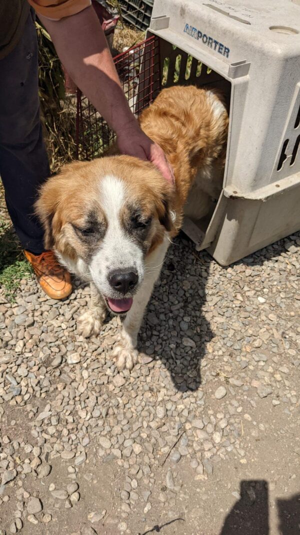 SIERA - reserviert TiNO - vermittelt – Bild 9