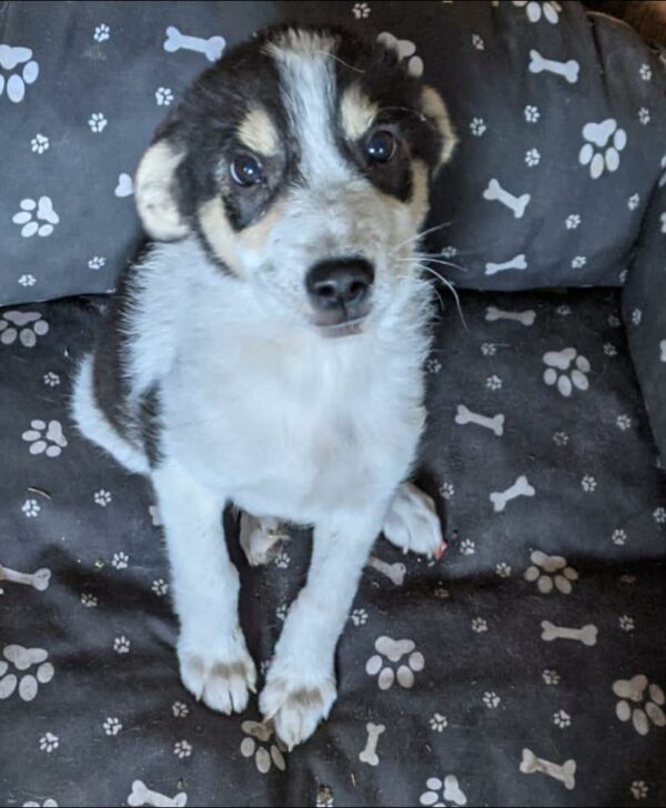 TOBIE - reserviert TH Limburg - vermittelt – Bild 6